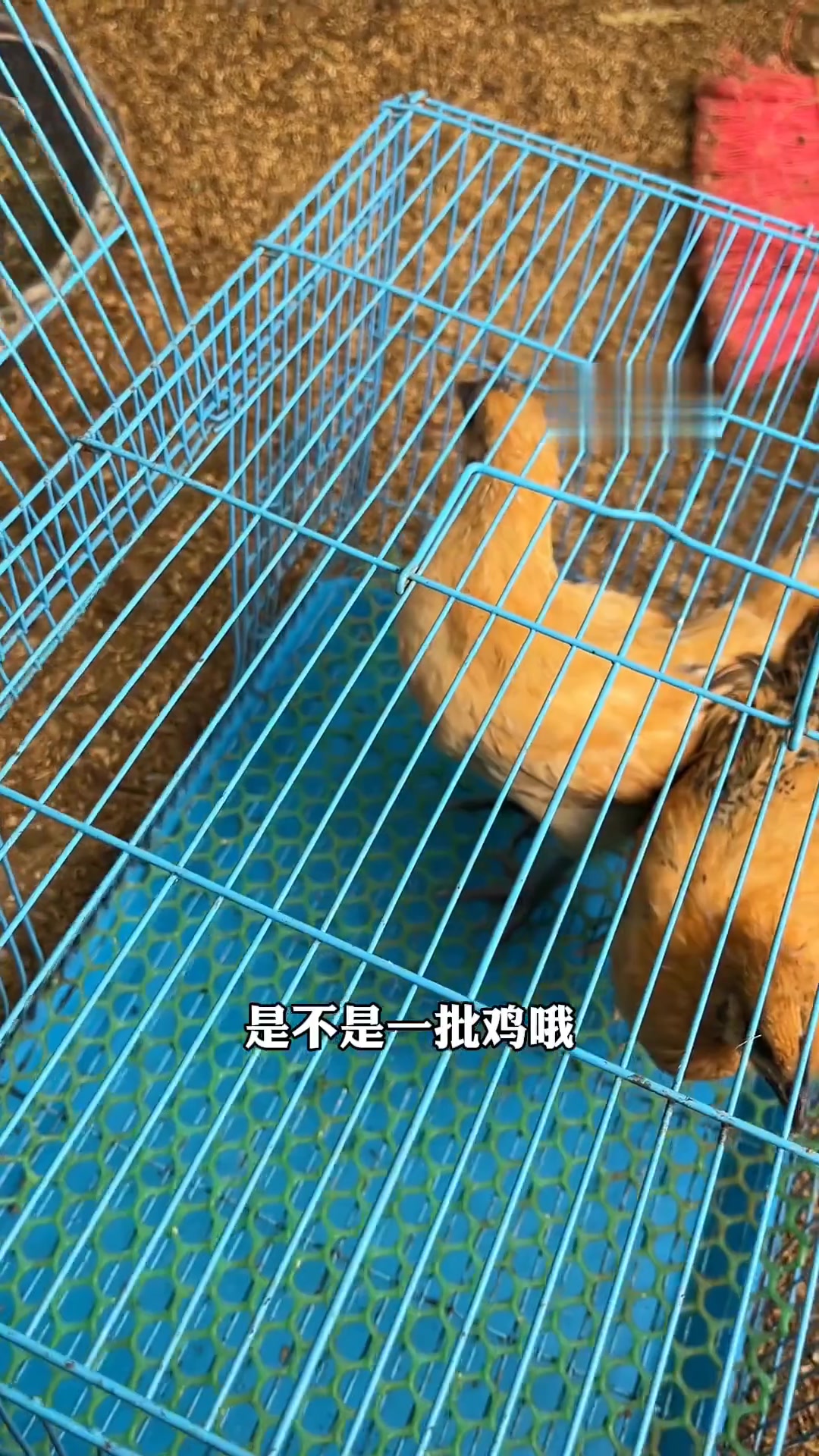 拆除老鸡舍，在邻里帮助下建成3.0版鸡舍