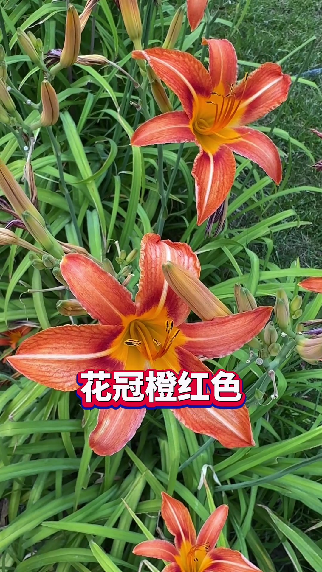 这个花有毒，不能吃，快艾特你身边爱挖（摘）野菜的朋友