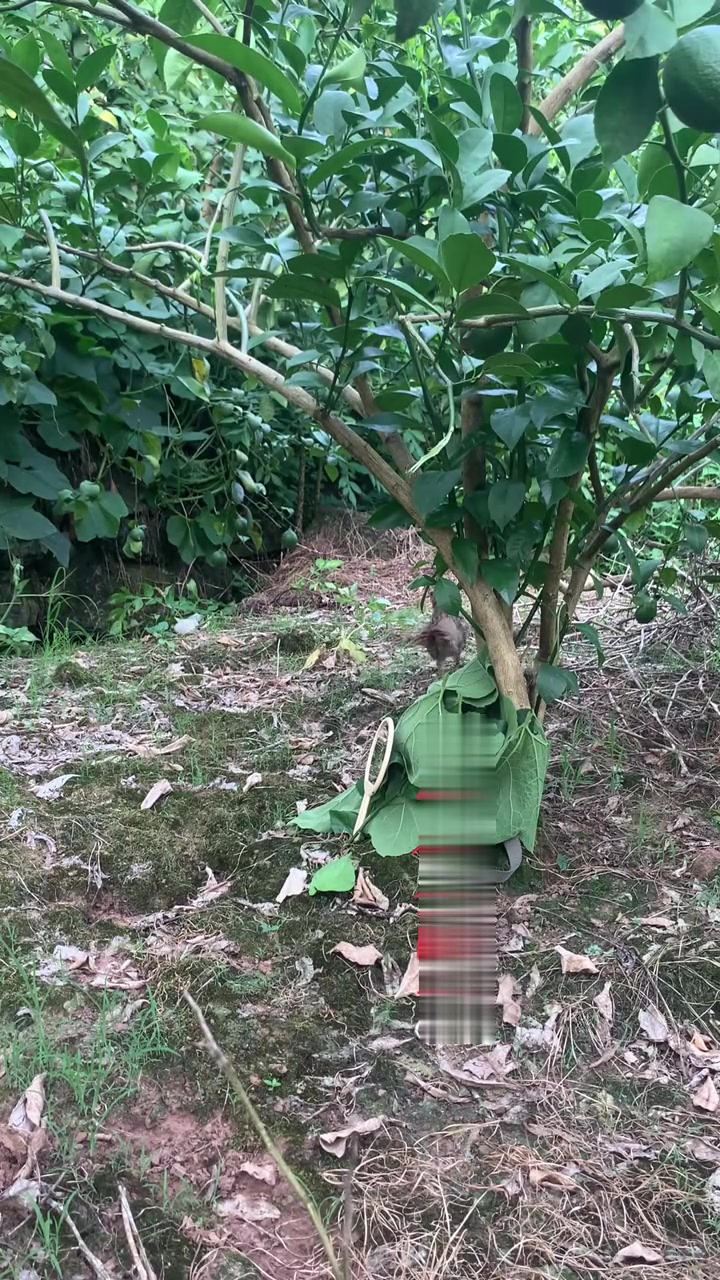 灵动可爱的竹鸡惹人喜爱！