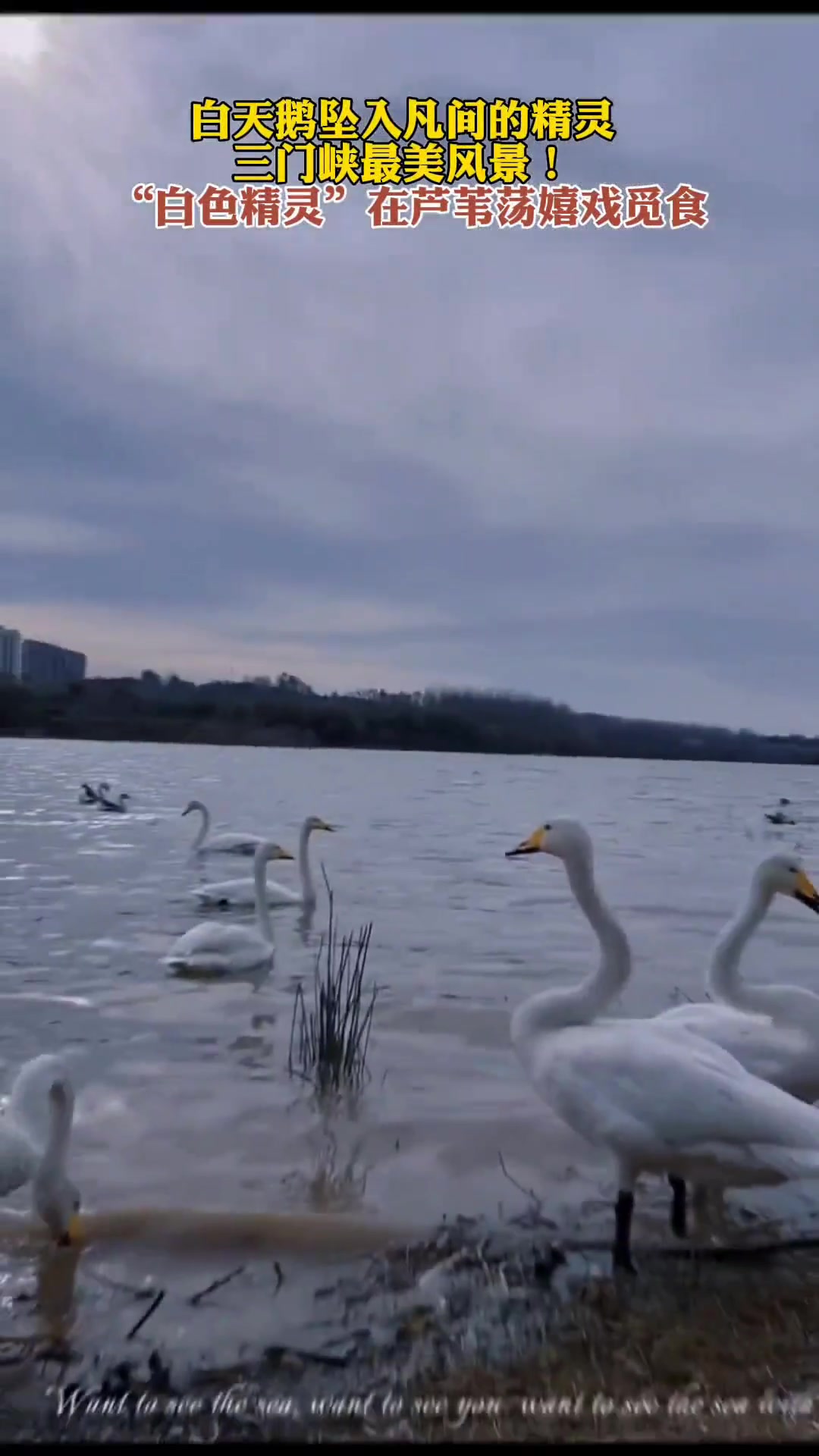 三门峡白天鹅在芦苇荡嬉戏觅食，风景绝美