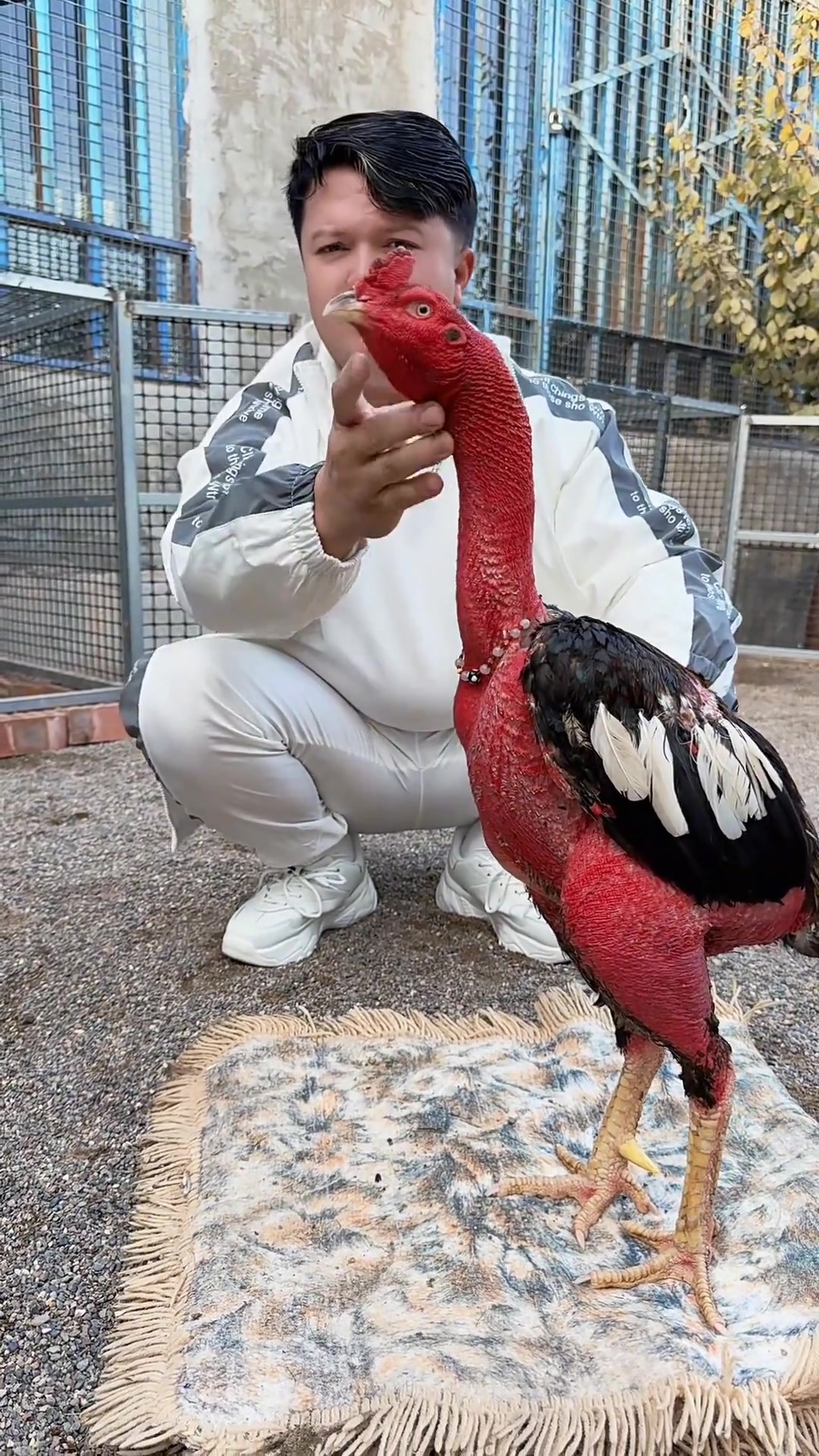 中国无敌斗鸡，吸引众多斗鸡爱好者