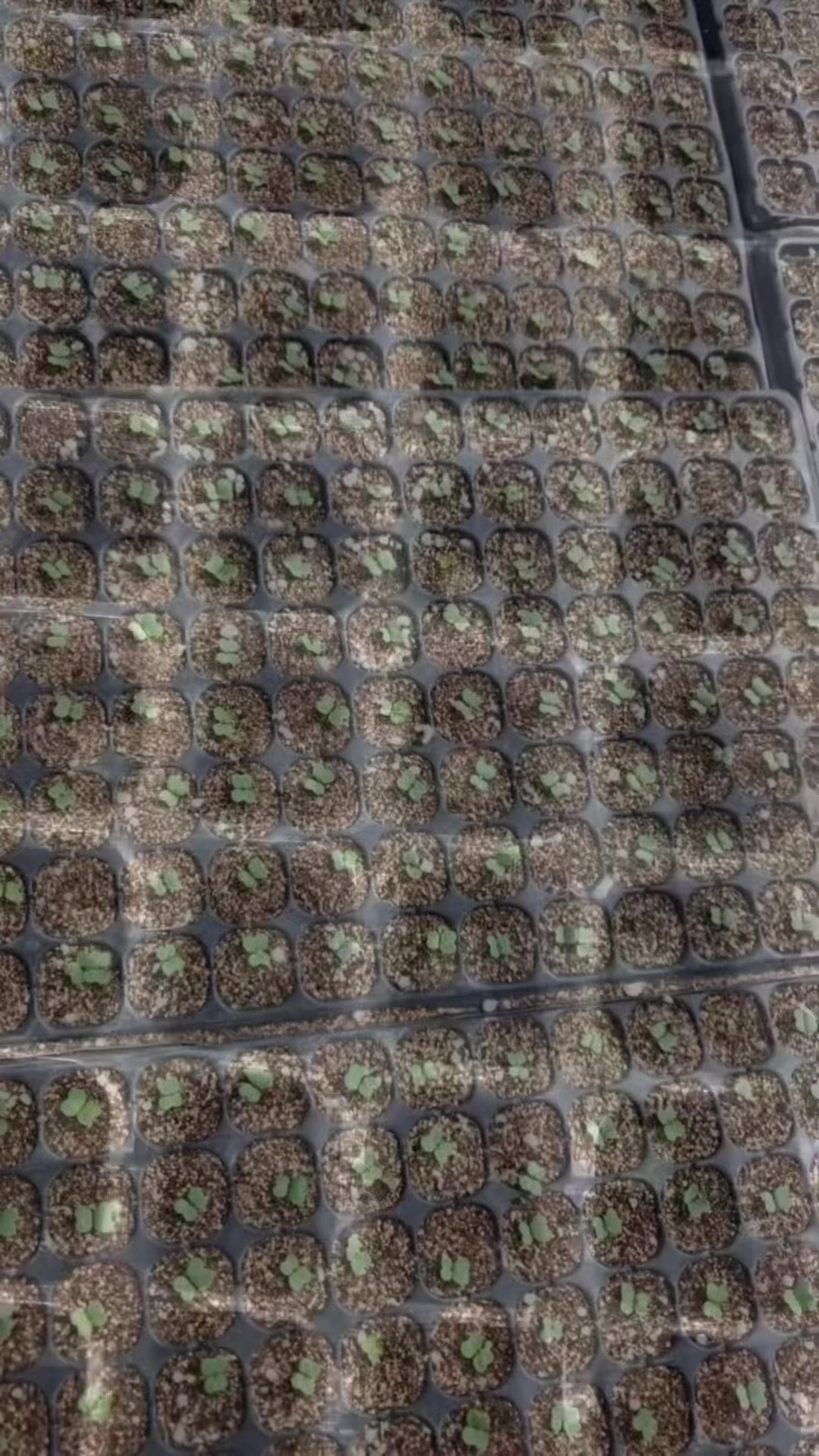 全自动蔬菜大棚育苗播种机,省时省力省种子高效率!