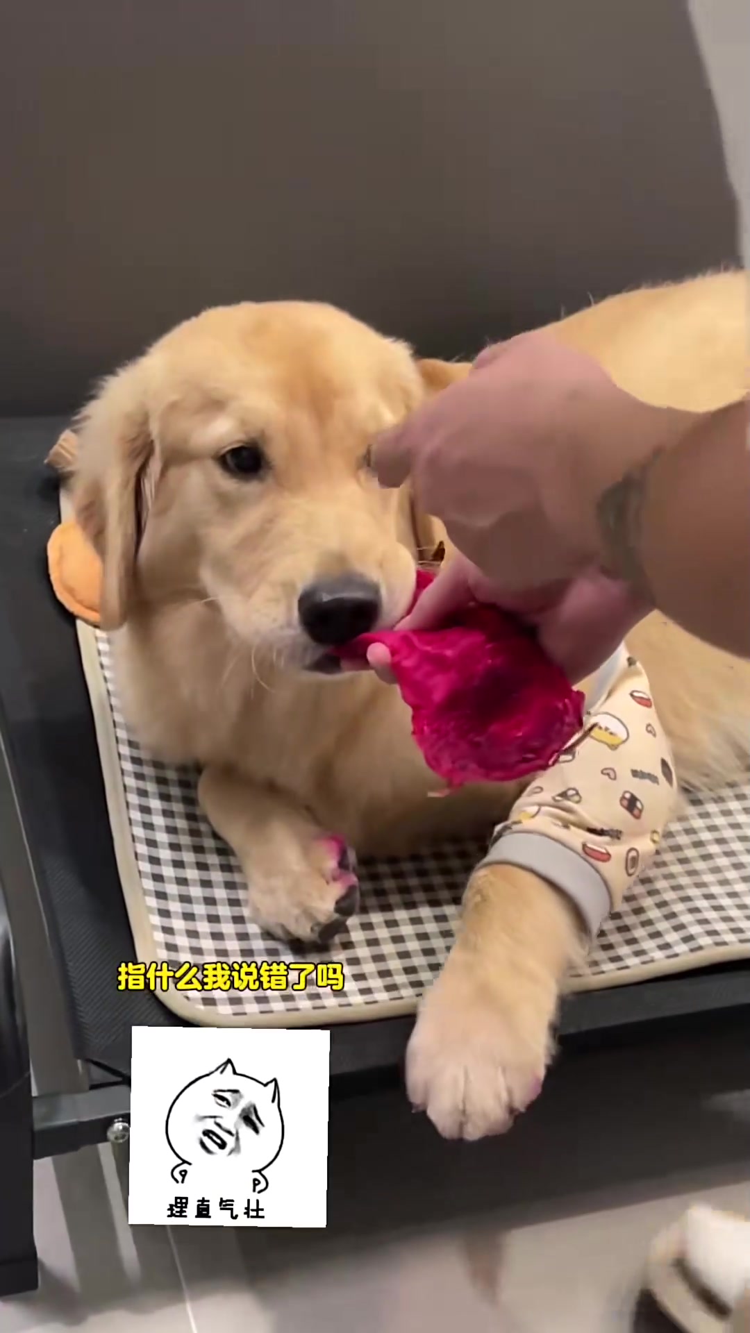 我认错那么快,你可以马上原谅我嘛。头皮子好紧