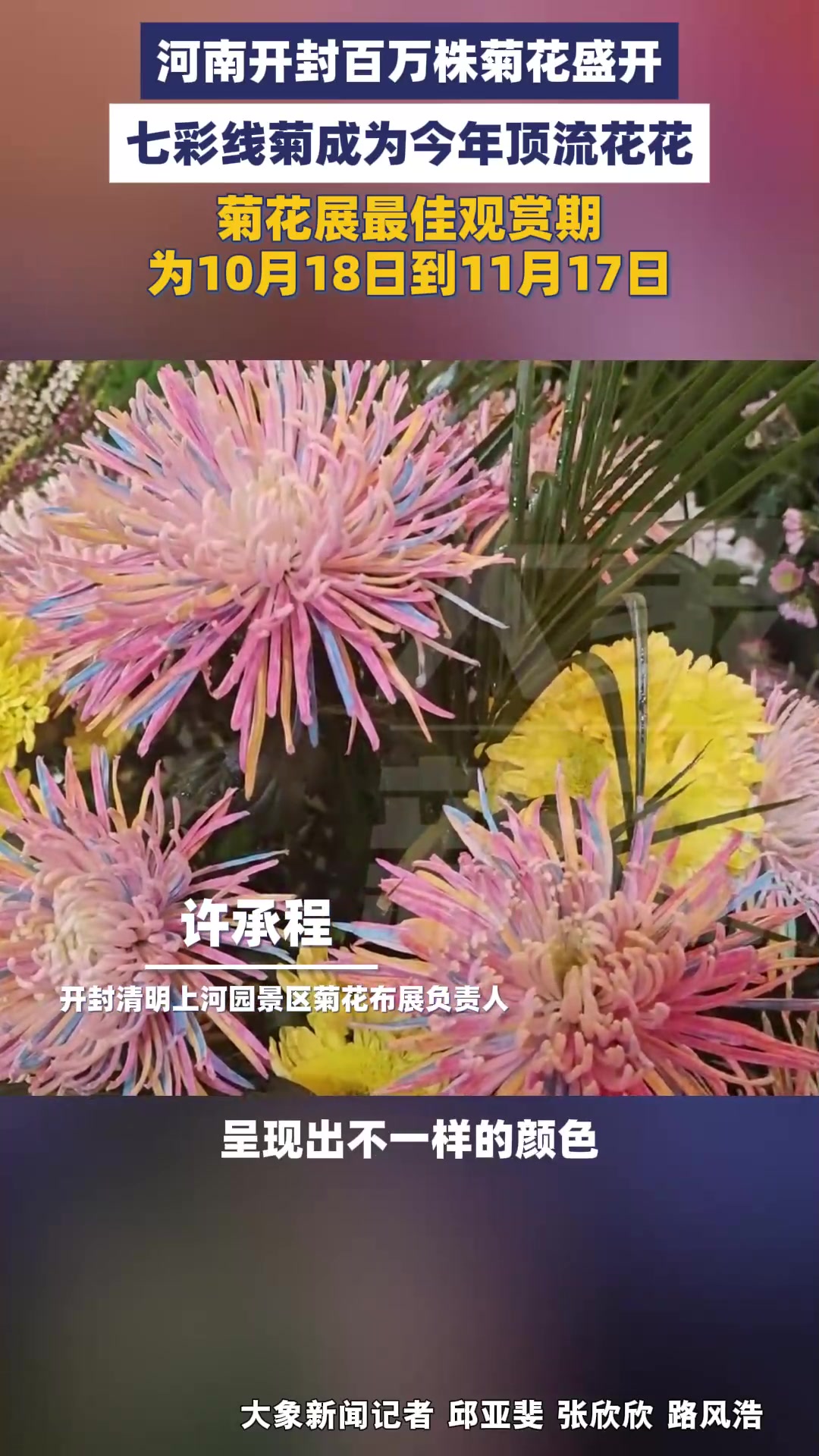 惊艳!开封菊展顶流花“七彩线菊”上线了