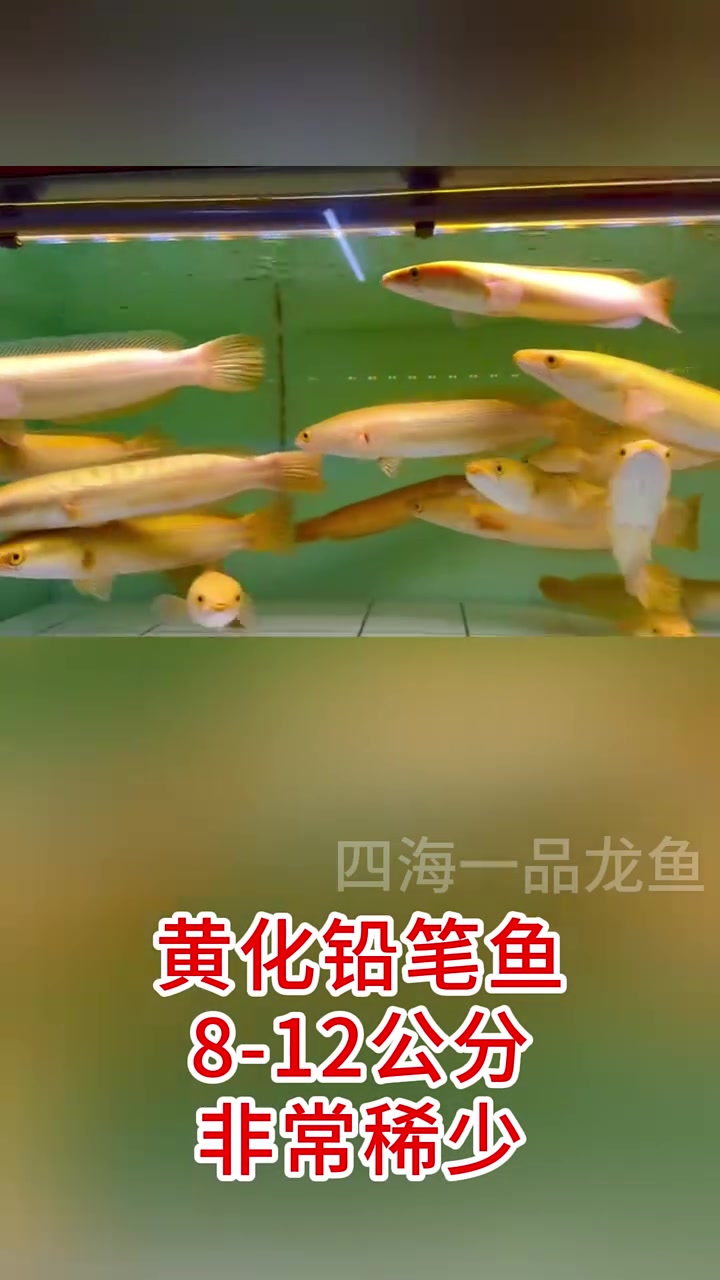 黄化铅笔鱼 水族 观赏鱼
