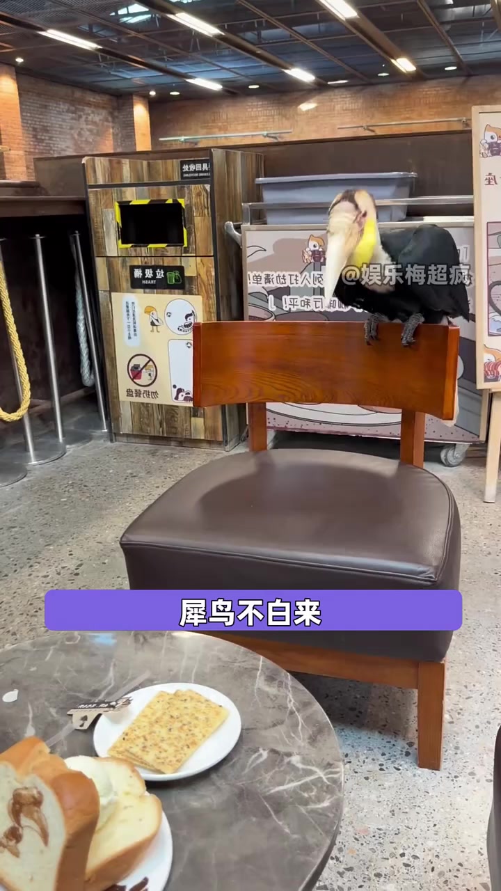 犀鸟:人,你好,我吃一点!