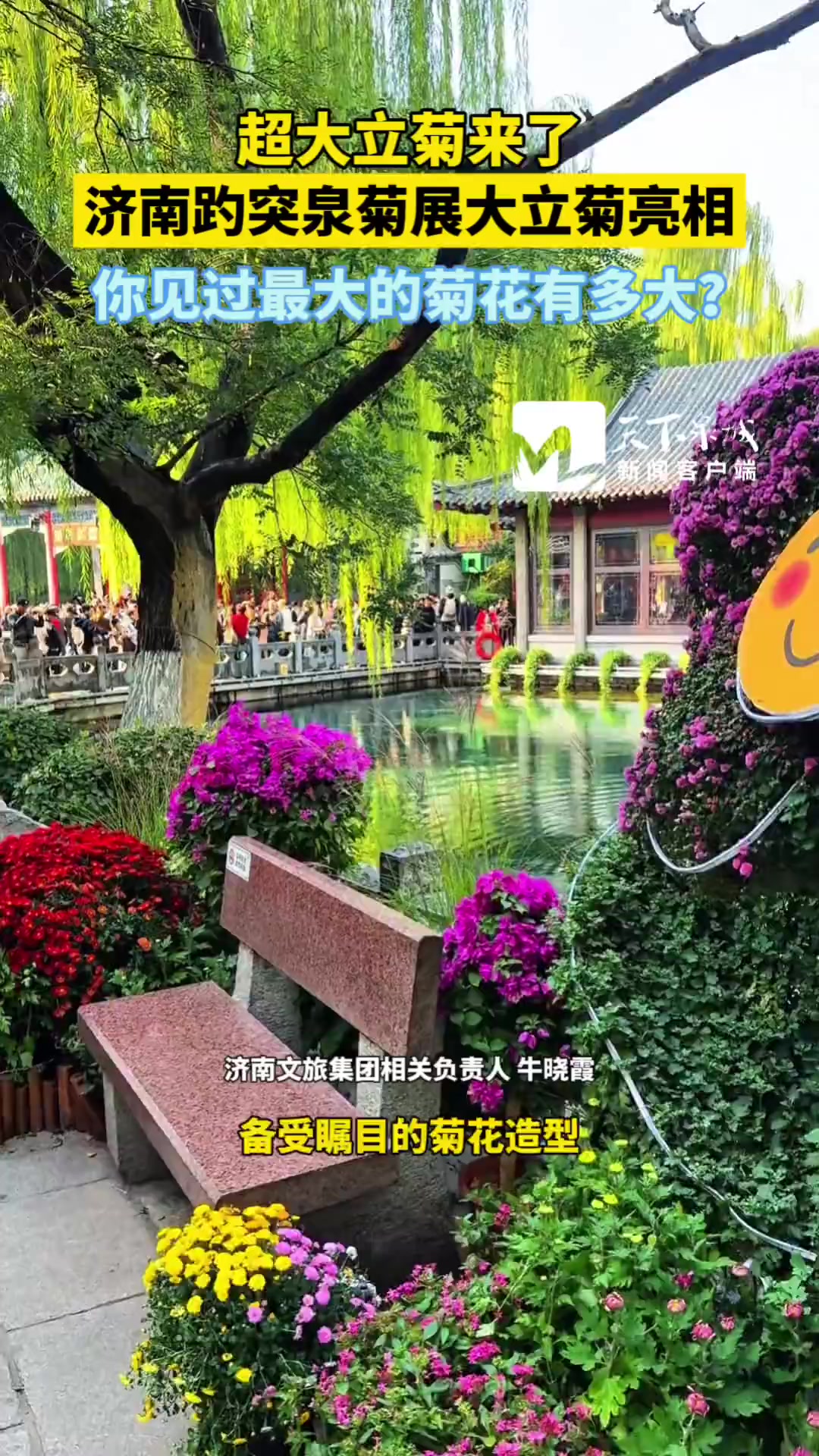 济南趵突泉菊花展大立菊亮相!你见过这么大的菊花吗?(编辑:王凯)