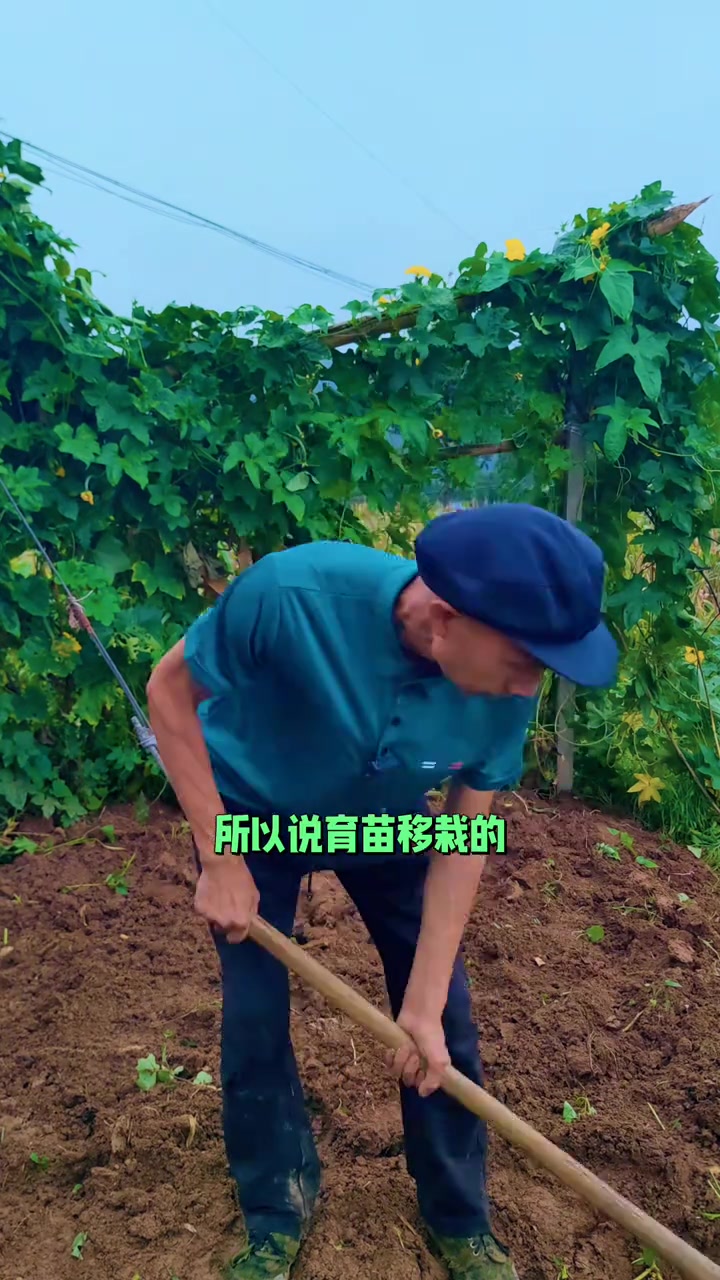 60岁老农，分享油菜籽育苗经验