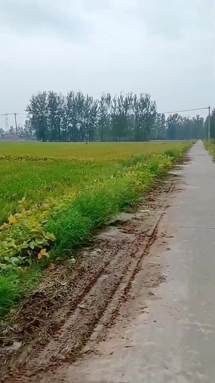 来段苦情淮剧唱段《苦菜花》张大兰原声