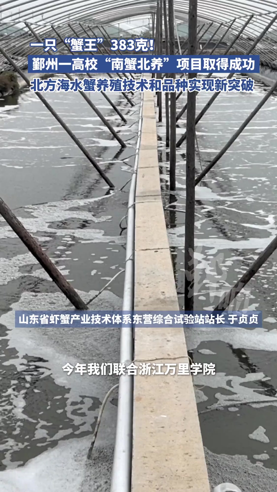 一只“蟹王”383克!宁波鄞州一高校“南蟹北养”项目取得成功,北方海水蟹养殖技术和品种实现