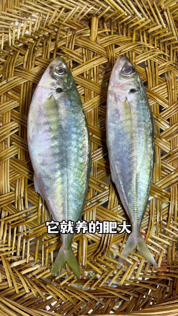 巴浪鱼也叫波浪鱼，野生与养殖（土豪巴浪鱼）有什么区别