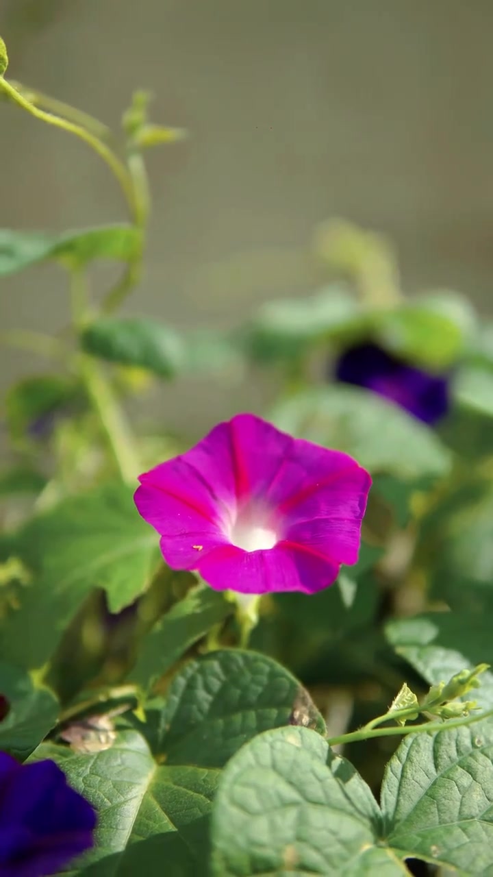 河南传统美食南瓜丝塔菜盒，皮薄馅多，柴火锅里烙出来金黄酥脆又好吃