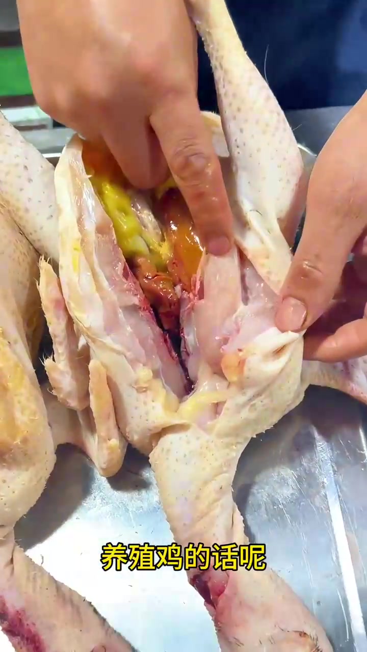 市场摊位上的放养鸡挑选视频来咯，友友，鸡嘴巴，鸡爪，鸡冠都可以分辨真假，还不赶快学起来！