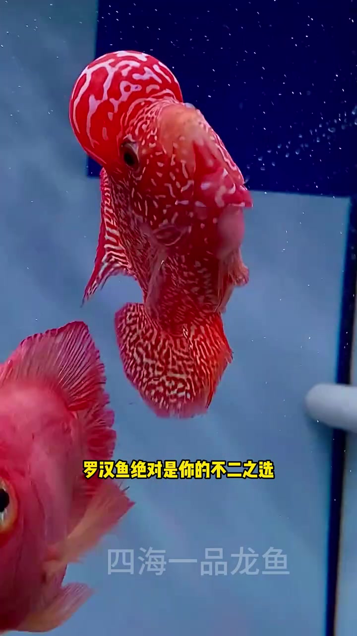 盘点最适合女生养的观赏鱼 水族 观赏鱼
