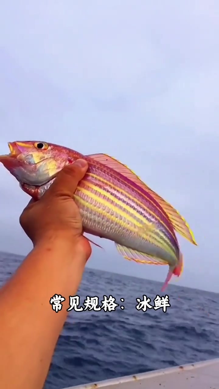 认识十五种鱼的种类，你认识几种！