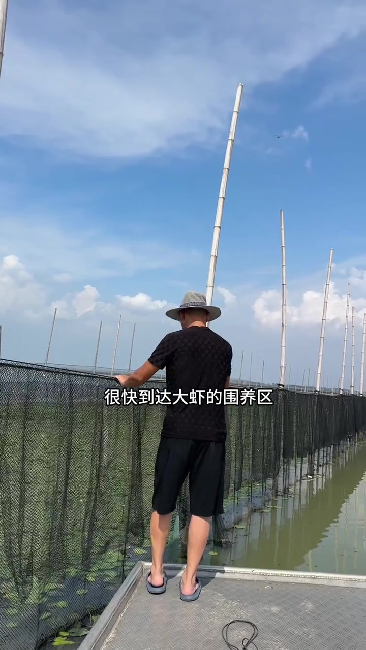 高邮湖大虾，与黑皮妹妹，界首高邮湖之行，收莸满满，见到肉质鲜嫩的大虾