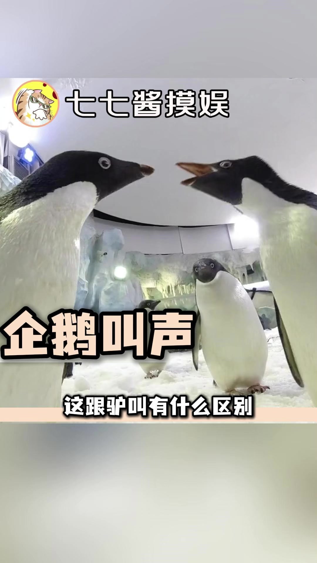 企鹅叫声怎么是这样的啊 企鹅叫声