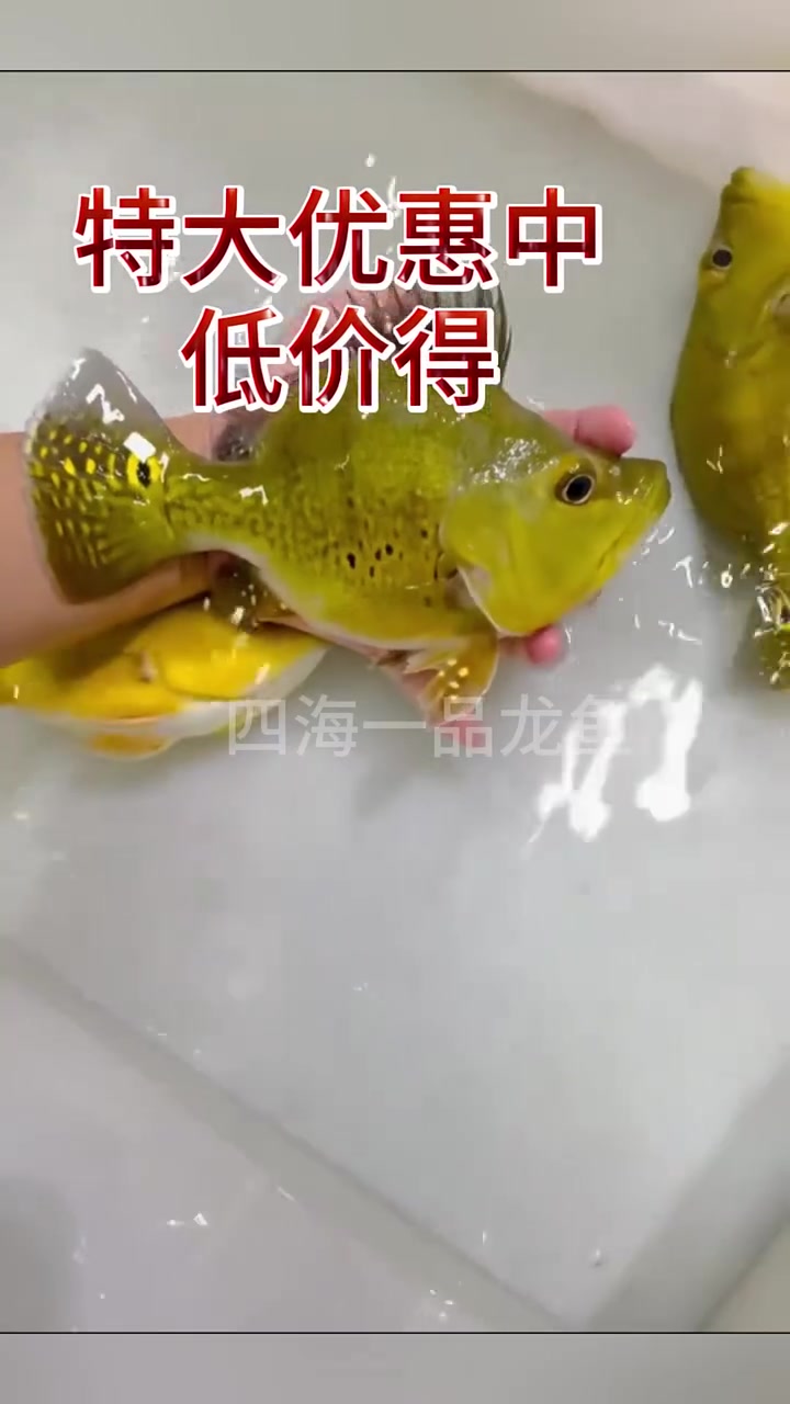 巴西亚 水族 观赏鱼