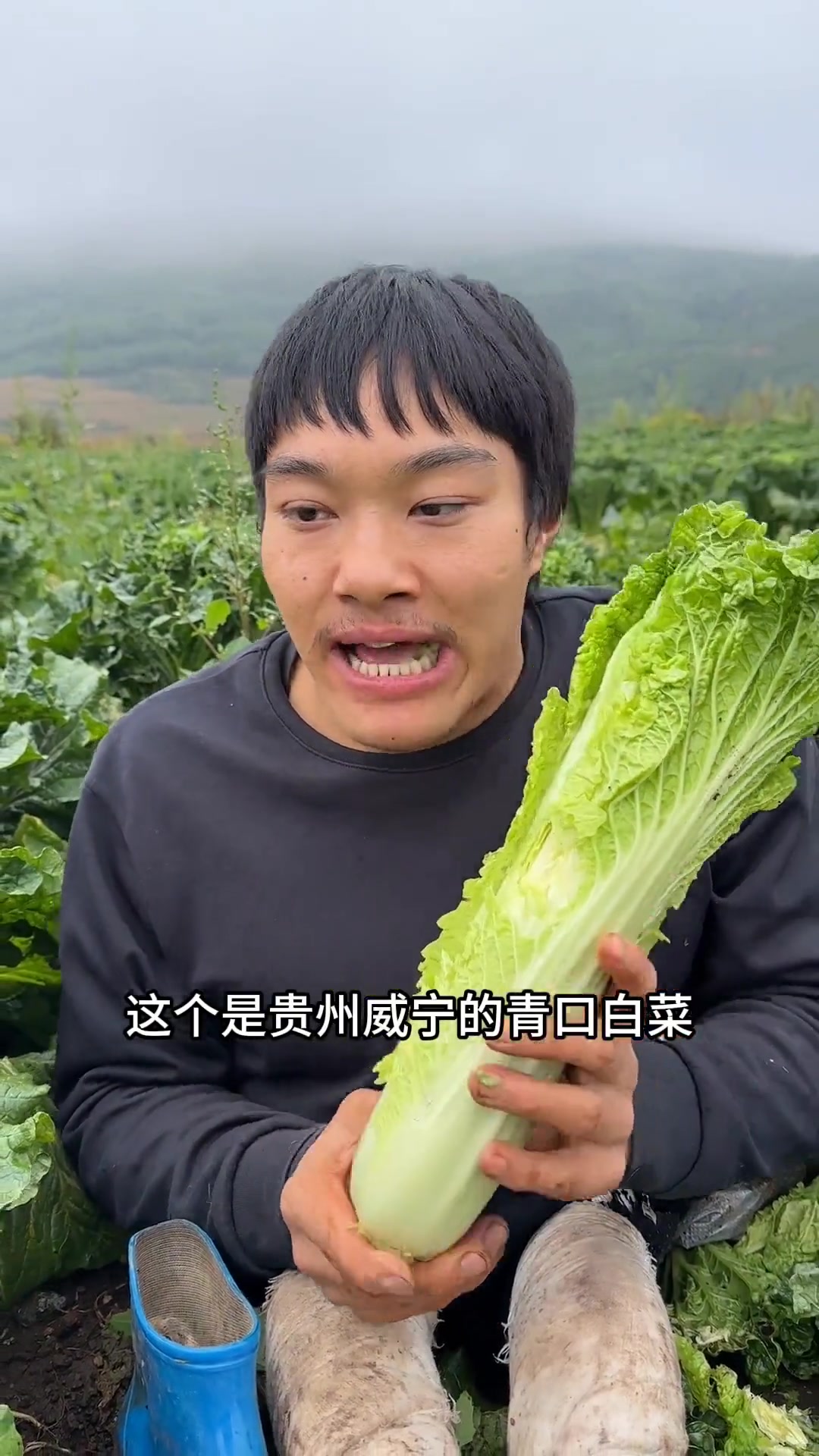 贵州威宁青口白菜，口感很不错