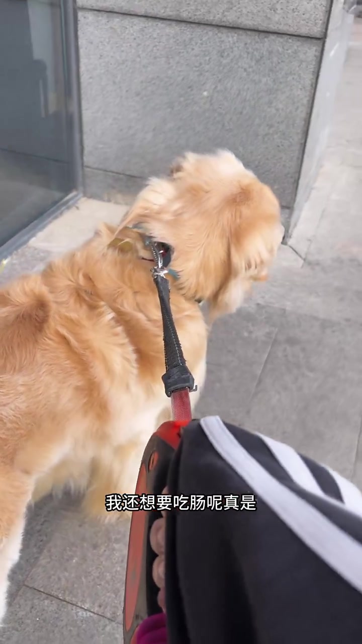 姨姨们煎饼果子肉夹馍要来一个给我小狗吃嘛 我麻麻不给我小斗吃