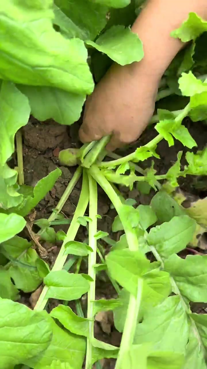 萝卜缨子大包子味道鲜美，营养又健康！