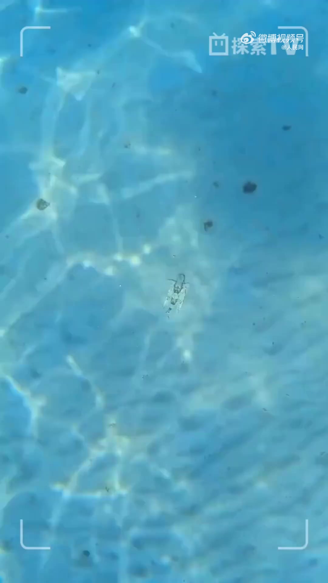 豹鲂(fáng)鮄(fú)是一种古老的鱼种,产于暖海及热带海域。豹鲂鮄的游泳能力不强,采取