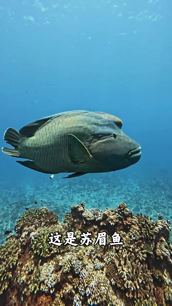 科普分享一些鱼的种类，你看你认识几种！