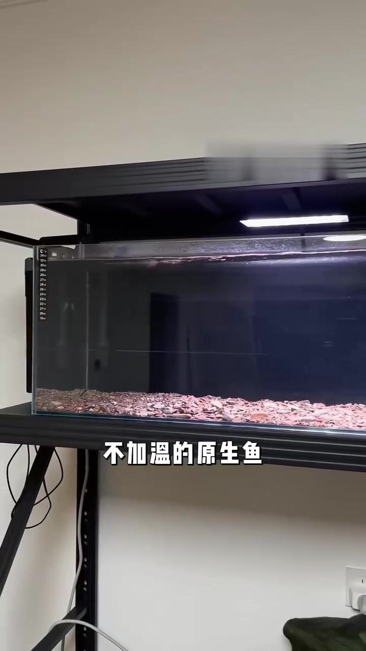 十块钱能养哪些宠物，好看、好养、不用加温的广温鱼，最关键的它“好看”