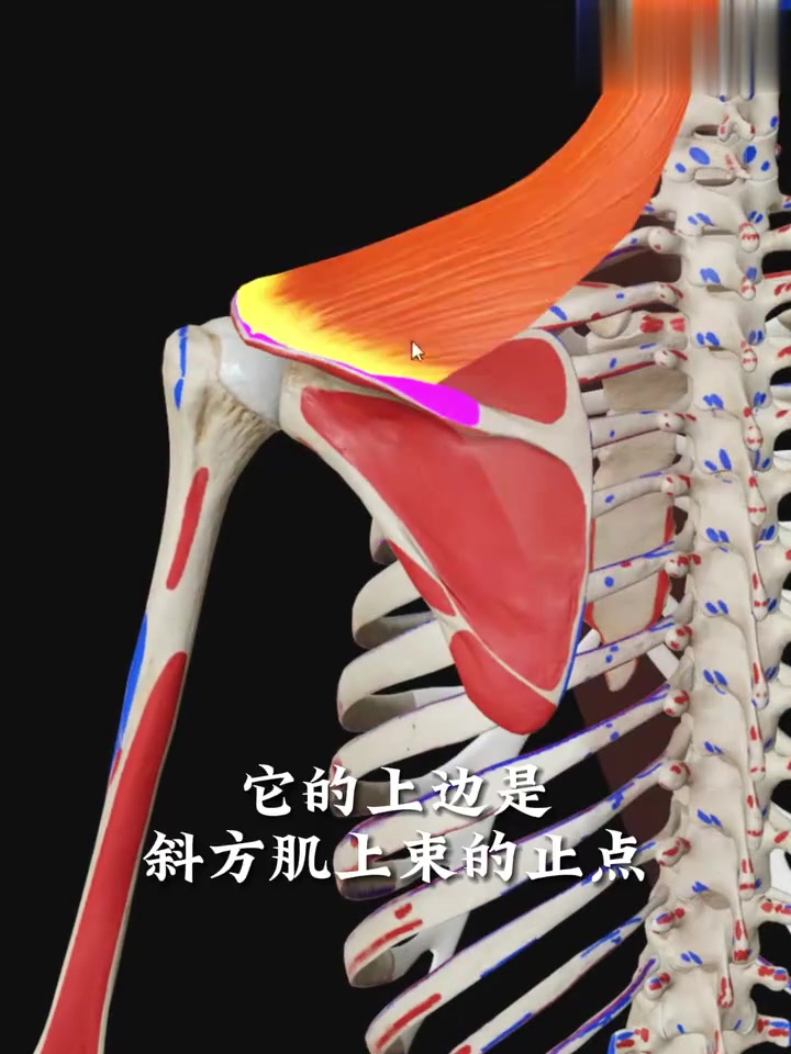 「秒懂肌肉」数一数肩胛骨周围肌肉
