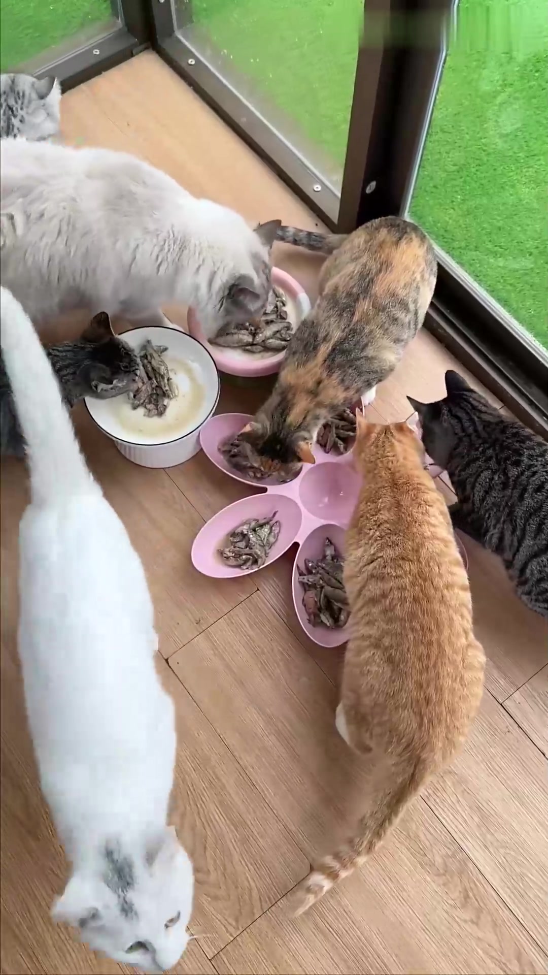 给猫咪吃鲜鱼大餐，怎么会有这么爱吃鱼的猫咪！