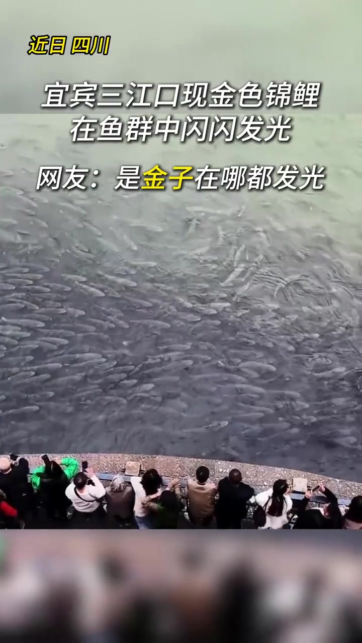近日,一条金色锦鲤现身三江口,摄影师拍下这幸运一幕。愿刷到视频的你诸事顺利!好运连连!(秀