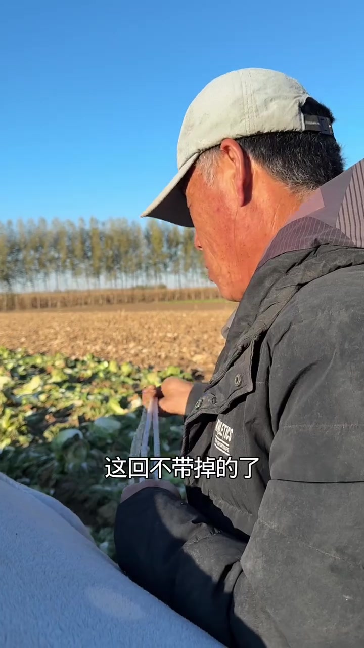 第十四车白菜卖200块,爸爸打算砍回放仓库
