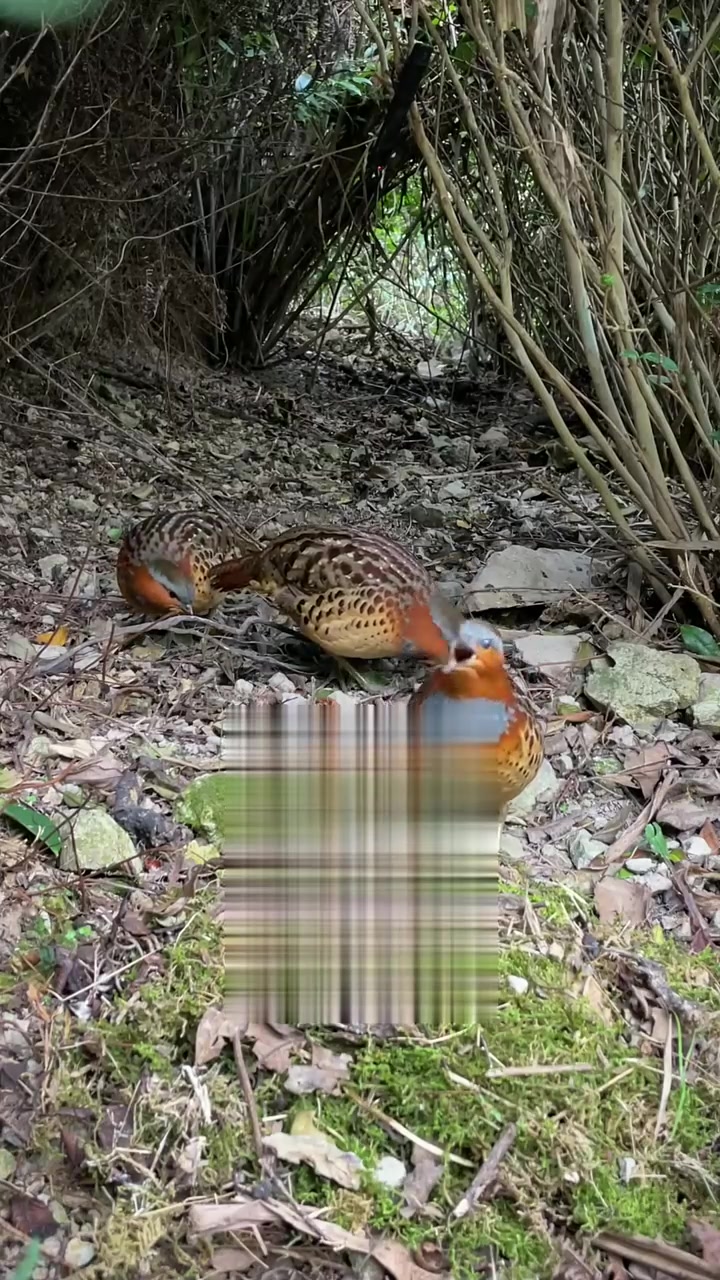 竹鸡群鸡直线冲堂