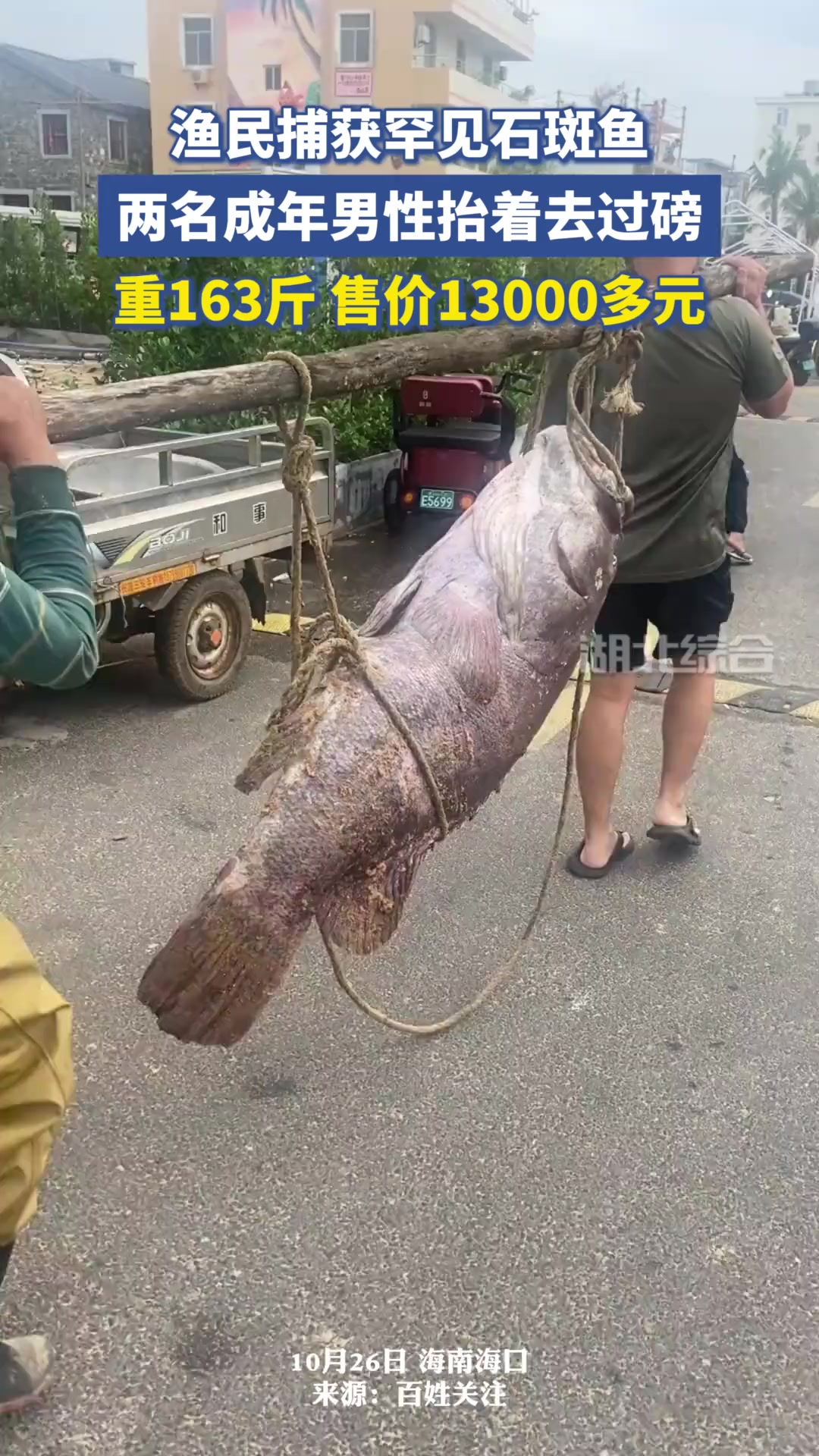 海口渔民捕获罕见石斑鱼,重163斤,售价13000多元