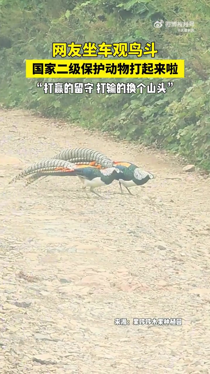 近日，贵州兴义。网友晒出视频，偶遇2只白腹锦鸡在路上打架，战况颇为激烈。评论区纷纷留言：“