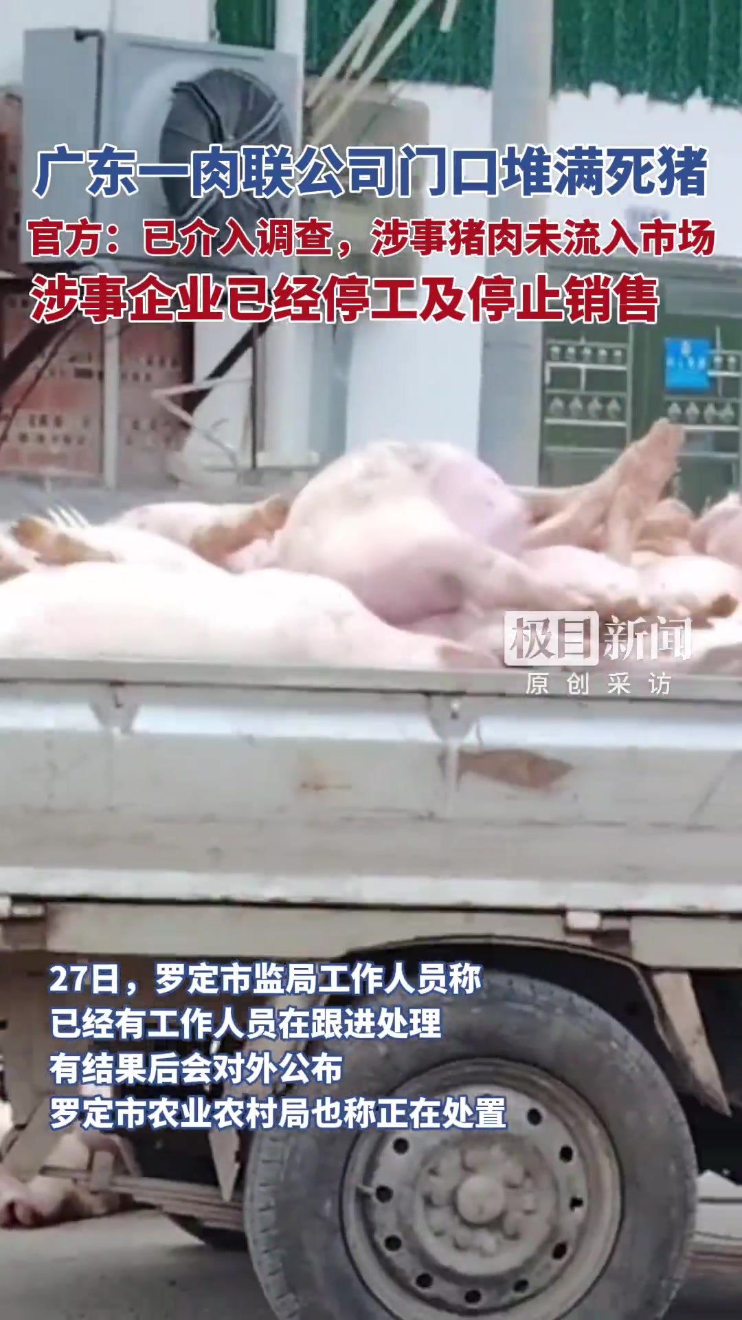 「网友反映广东一肉联公司门口堆满死猪,官方:已介入调查,涉事猪肉未流入市场」肉联公司门口的