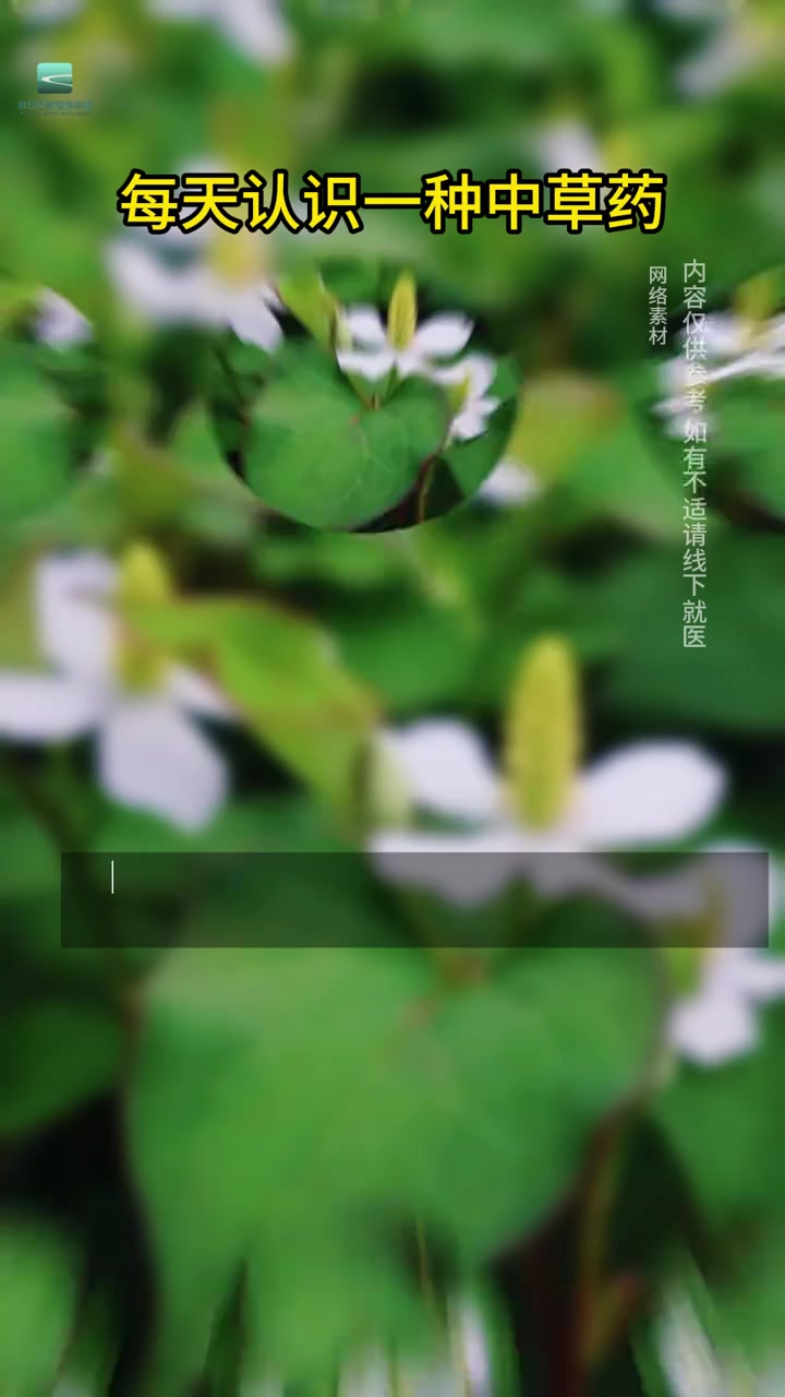 识百草丨每天认识一味中草药——鱼腥草