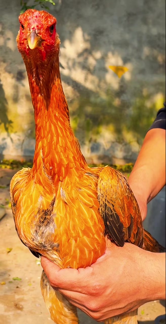 火烧毛母斗鸡大骨架六斤多重