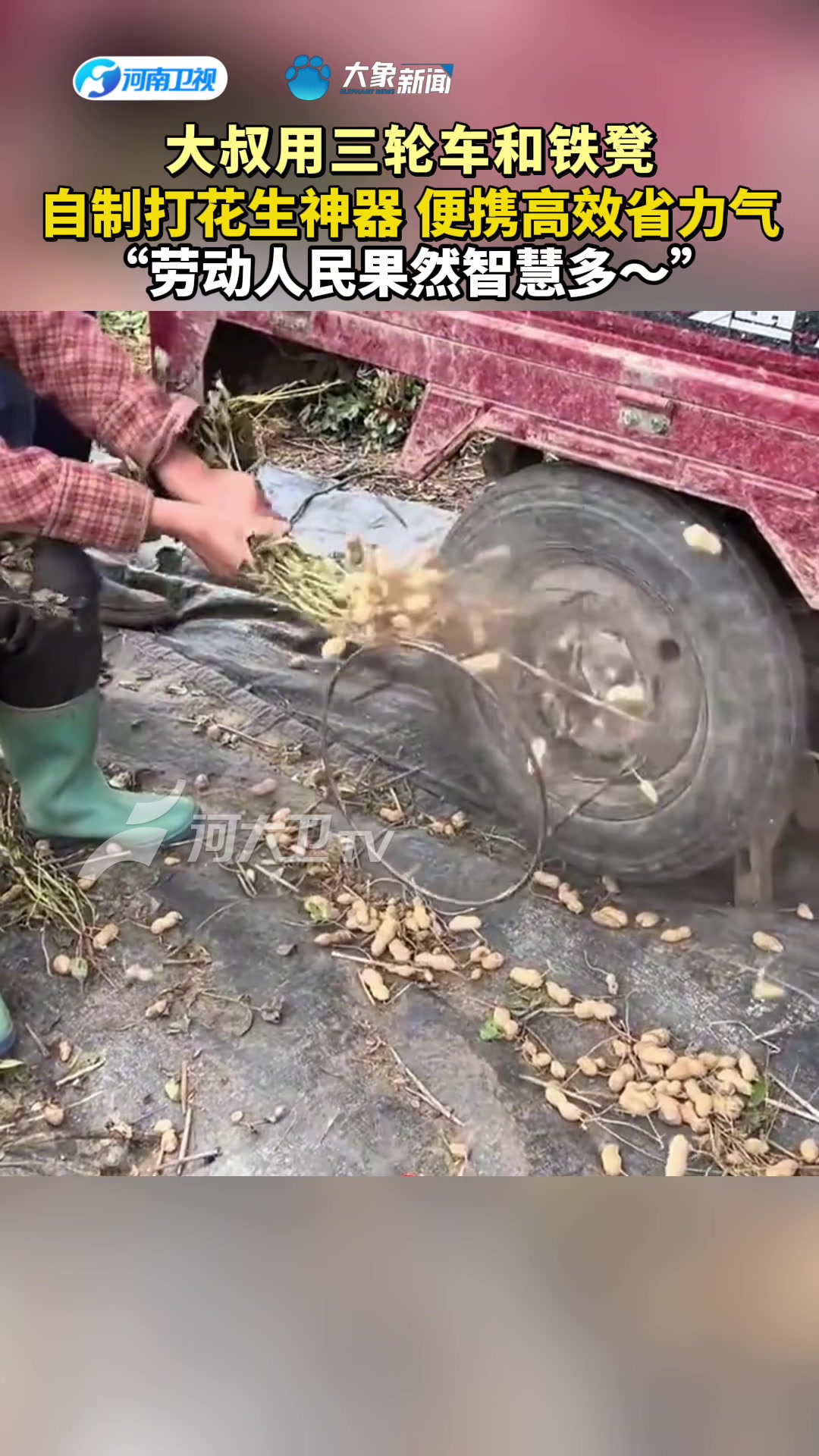 大叔用三轮车和铁凳 自制打花生神器 便携高效省力气