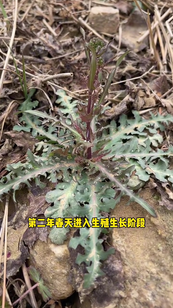 这个植物是我认为最为好吃的野菜之一，他就是大名鼎鼎的苦碟子
