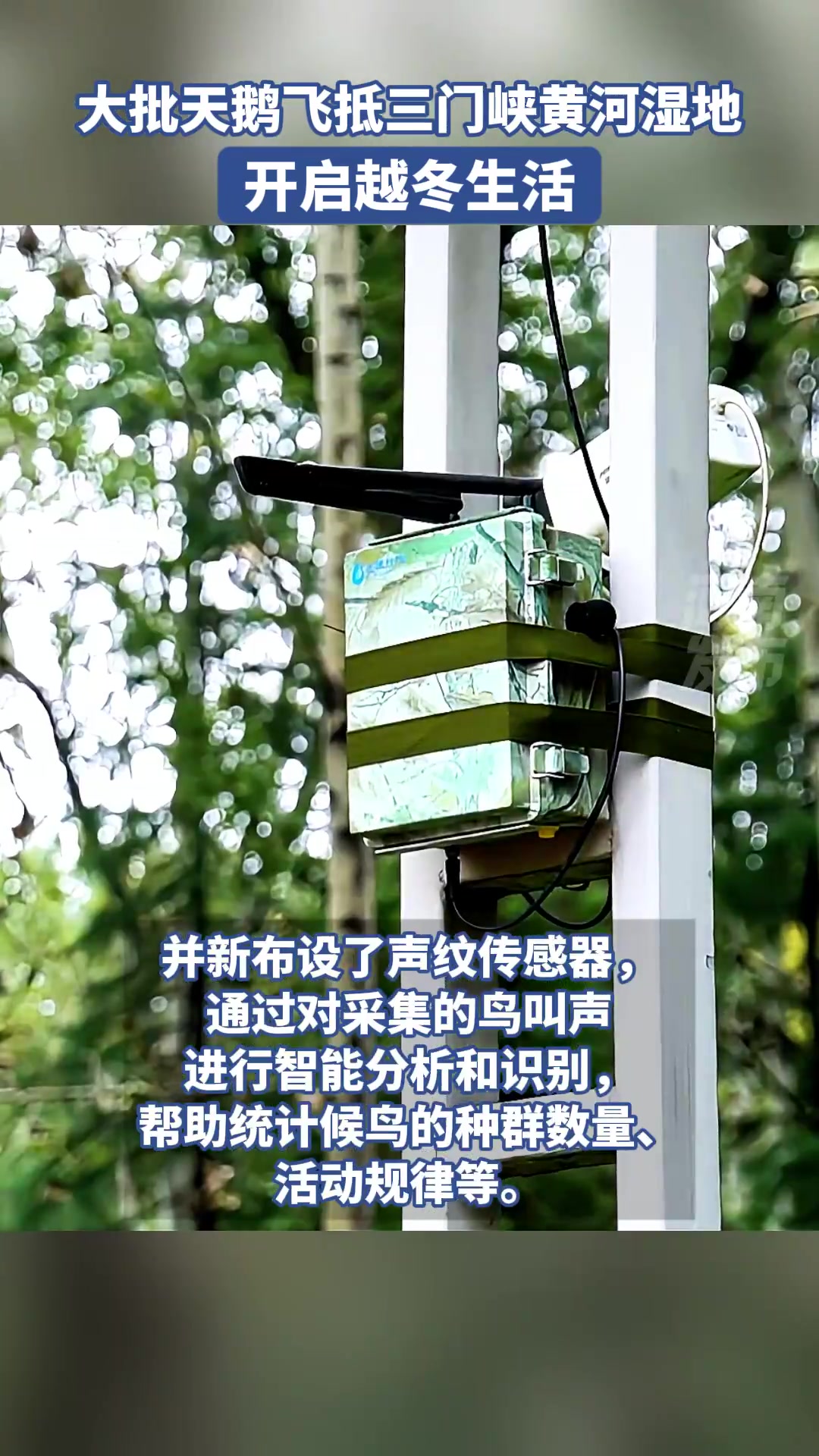 大批天鹅飞抵三门峡黄河湿地 开启越冬生活