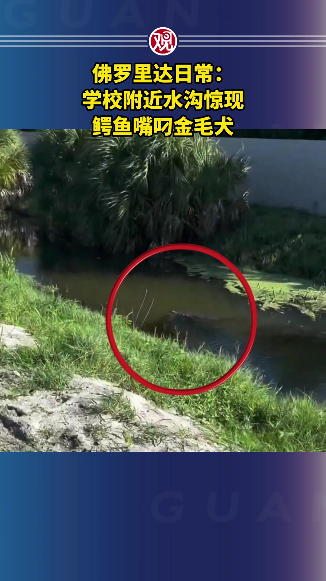 佛罗里达日常：学校附近水沟惊现鳄鱼嘴叼金毛犬