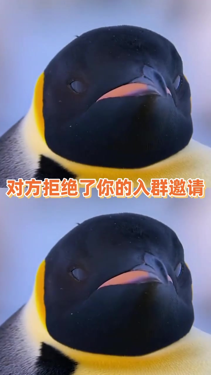 阿德利企鹅浑身全是心眼，史蒂夫倒欠800