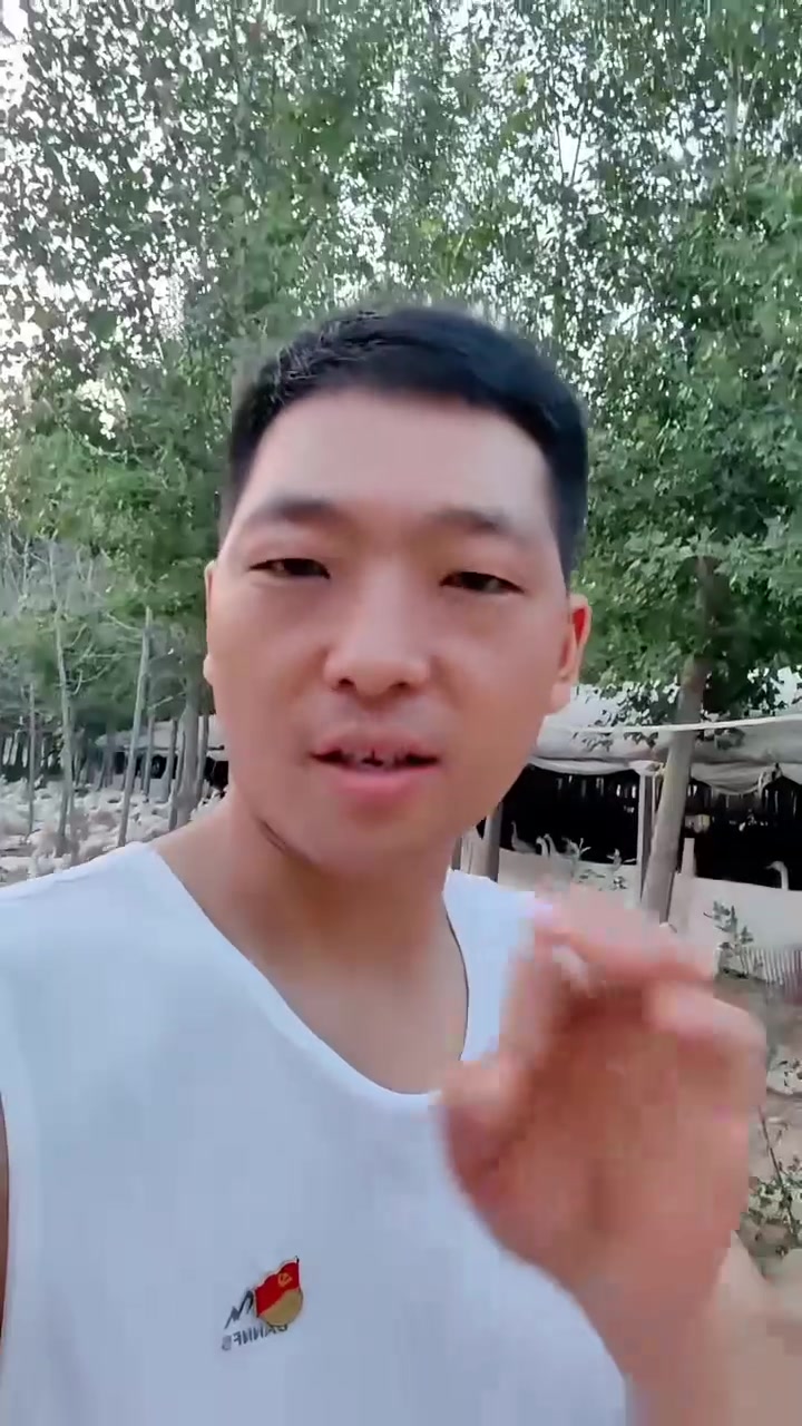 夏季养鹅的最全流程