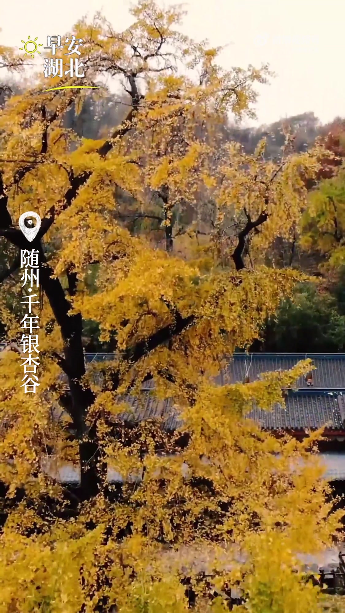千年的守候,让每一片落叶都带着禅意,在时光里静静打坐