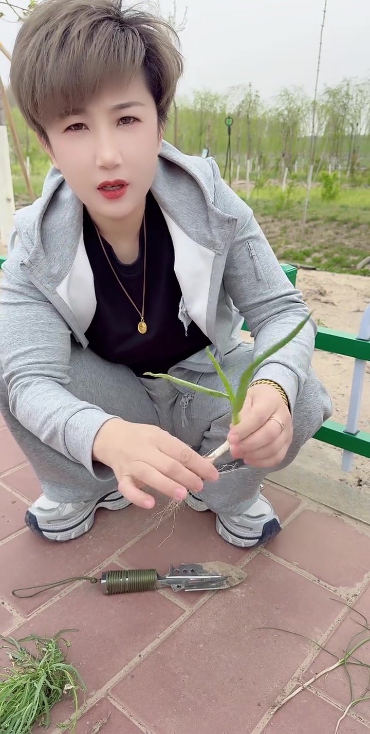 我应该没叫错苦麻子，水荠菜，小妈菜