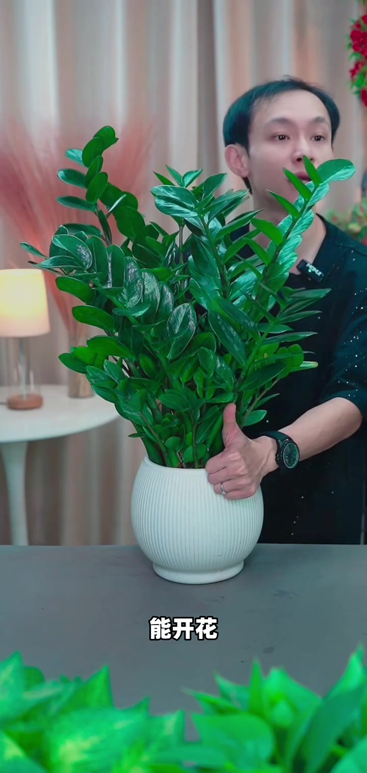 绿叶油光的吉祥树!金钱树老桩开花难,旺宅好运的寓意你知道吗?