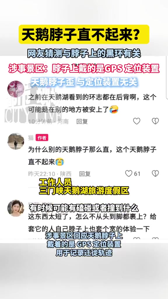 河南三门峡天鹅湖旅游度假区,有网友发现一只天鹅脖子歪着似难直立,猜测与脖子上的黑环有关。涉