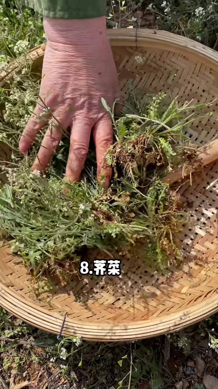 盘点北方人民春天开始吃的野菜