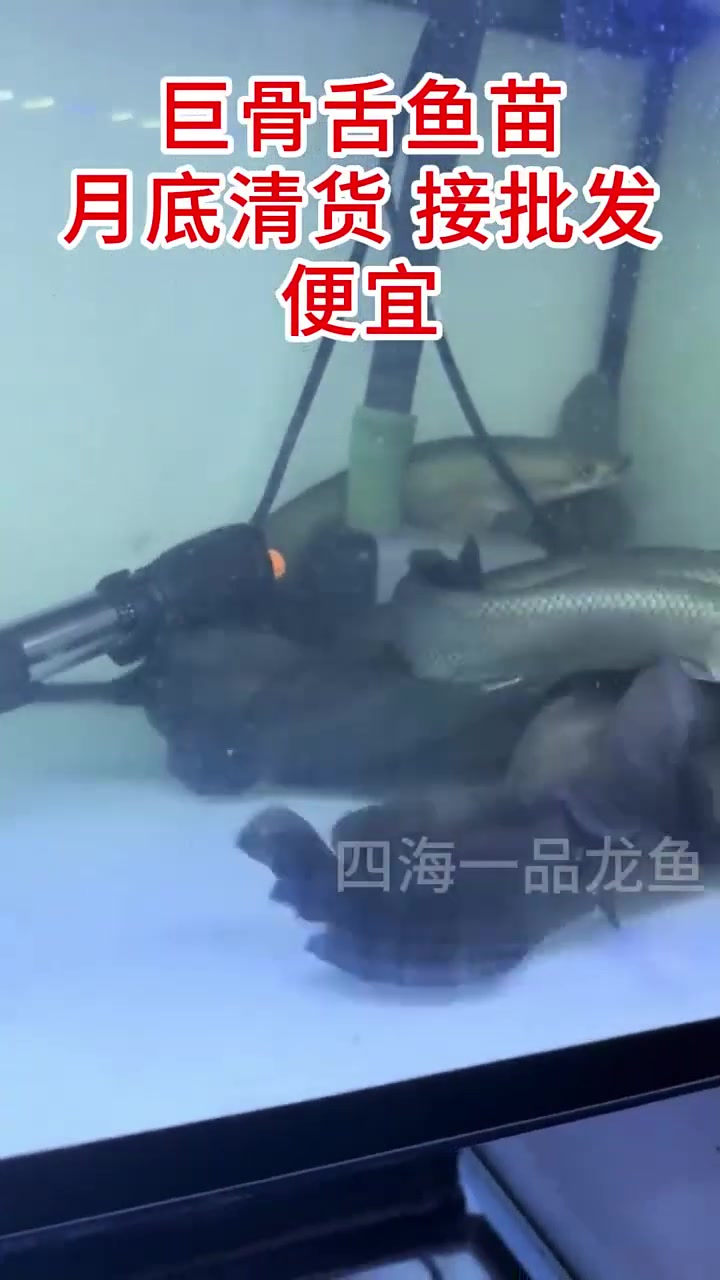 批发零售巨骨苗子,什么尺寸都有,5-40公分左右的都有现货